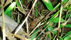 Indosylvirana nicobariensis