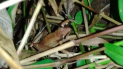 Indosylvirana nicobariensis