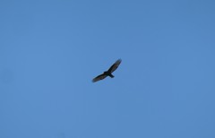 Buteo jamaicensis calurus