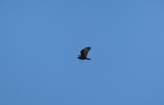 Buteo jamaicensis calurus