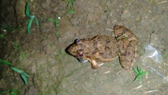 Fejervarya limnocharis