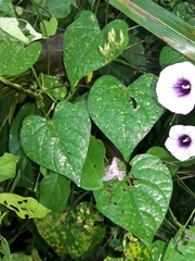 Ipomoea ramosissima