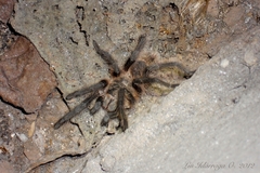 Grammostola