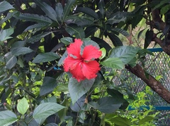 Hibiscus × archeri
