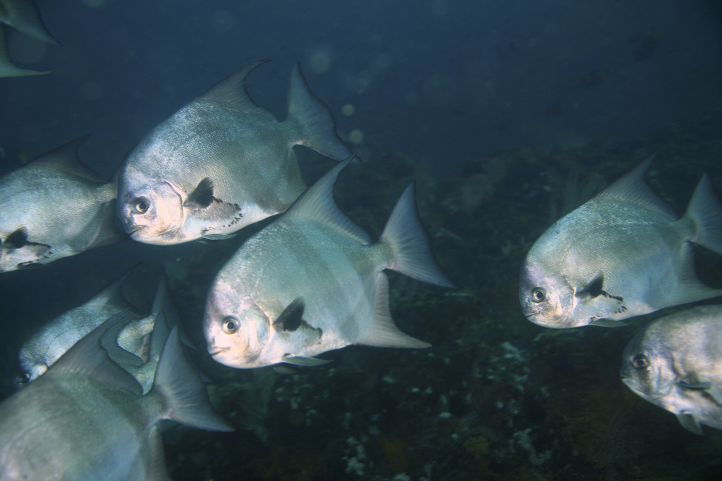 Pacific Spadefish