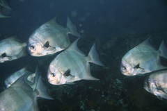 Pacific Spadefish photo 1