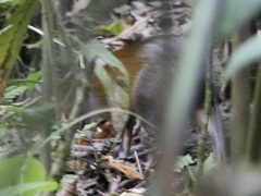 Kalinowski's Agouti photo 1
