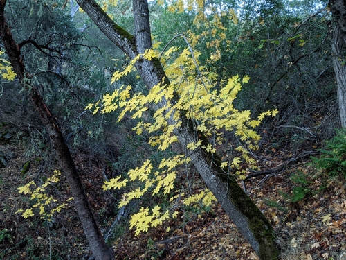 iNaturalist observation photo of bigleaf maple
