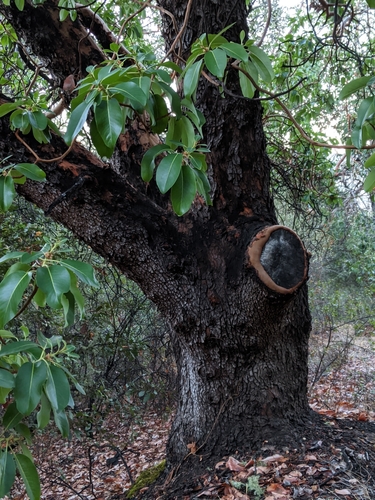 iNaturalist observation photo of Pacific madrone