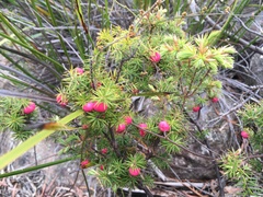 Leptecophylla divaricata