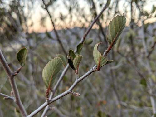 iNaturalist observation photo of Birchleaf Mountain Mahogany