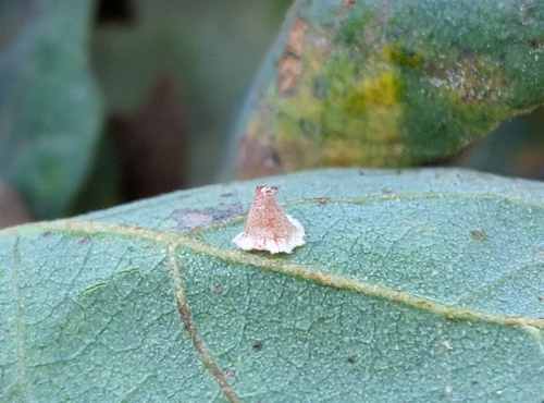 iNaturalist observation photo of Striped Volcano Gall Wasp