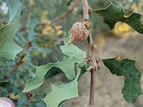 iNaturalist observation photo of Dumosae