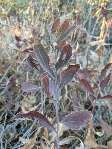 iNaturalist observation photo of velvety goldenrod