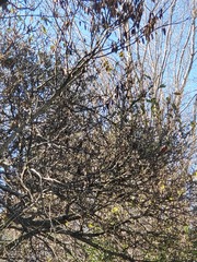 Ficus binnendykii