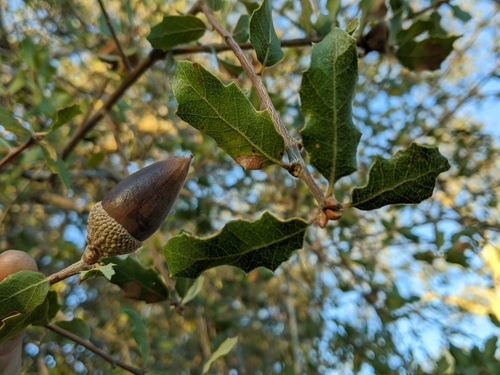 iNaturalist observation photo of Dumosae