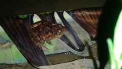 Fejervarya limnocharis