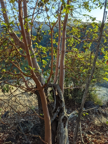 iNaturalist observation photo of Pacific madrone
