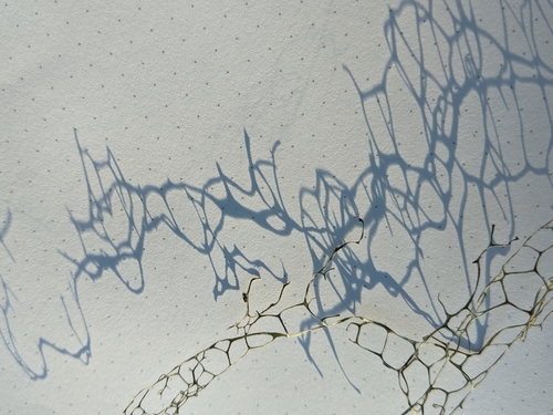 iNaturalist observation photo of lace lichen