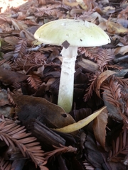 Amanita phalloides