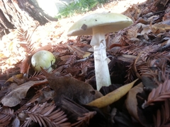 Amanita phalloides