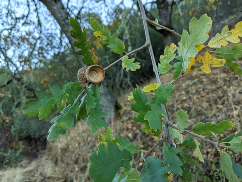 iNaturalist observation photo of Jolon Oak