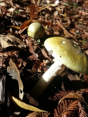 Amanita phalloides