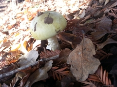 Amanita phalloides