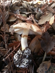 Amanita phalloides