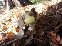 Amanita phalloides