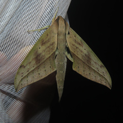 Xylophanes anubus