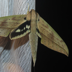 Xylophanes anubus