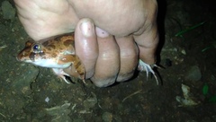 Fejervarya limnocharis