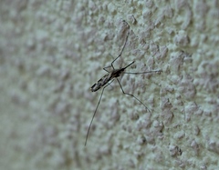 Anopheles franciscanus