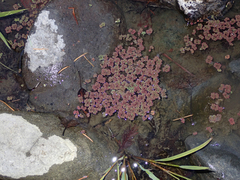 Azolla microphylla