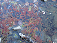 Azolla microphylla