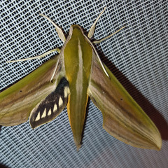 Xylophanes resta