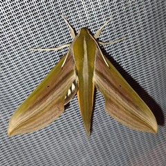 Xylophanes resta
