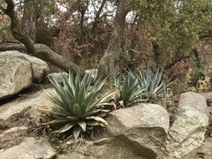 Agave delamateri
