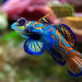 Mandarinfish - Photo (c) Jim Trodel, some rights reserved (CC BY-SA)