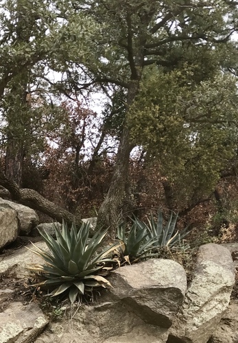 Tonto Basin Agave (Agave delamateri)