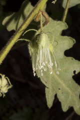 Chorilaena quercifolia