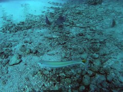 Malacanthus plumieri