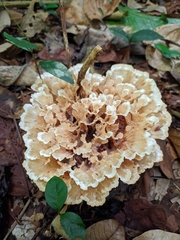 Podoscypha multizonata