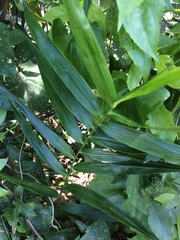 Freycinetia multiflora