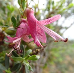 Eremophila maculata