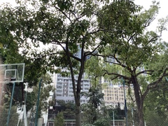 Quillaja