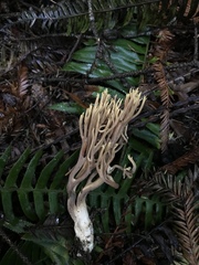 Ramaria testaceoflava