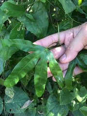 Lygodium circinnatum