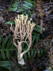 Ramaria testaceoflava